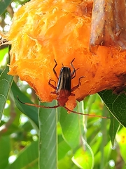 Oxymerus basalis