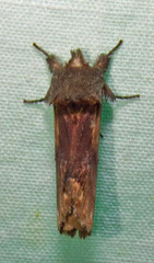 Oedemasia concinna