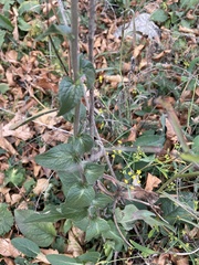Campanula