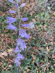 Campanula