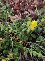 Helianthemum canariense