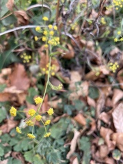 Bupleurum falcatum