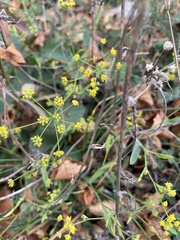 Bupleurum falcatum