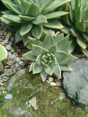 Echeveria