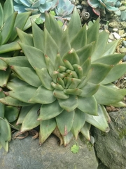 Echeveria