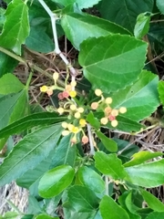 Cissus palmata