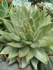 Echeveria