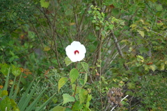 Hibiscus lasiocarpos