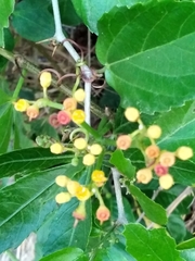 Cissus palmata