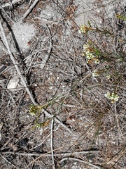 Diosma hirsuta