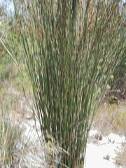 Thamnochortus insignis