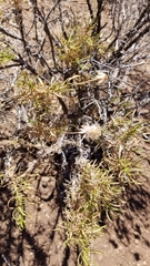 Ericameria linearifolia