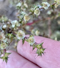 Salsola australis