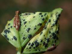 Polythrincium trifolii