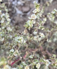 Salsola australis