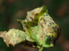 Polythrincium trifolii