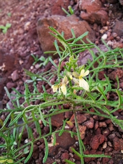 Carrichtera annua