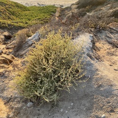 Salsola australis
