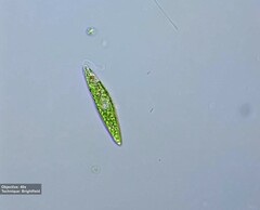 Euglena