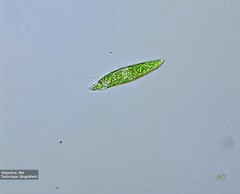 Euglena