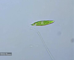 Euglena