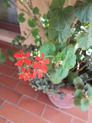 Pelargonium inquinans