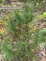 Pinus echinata