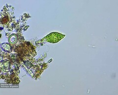 Euglena