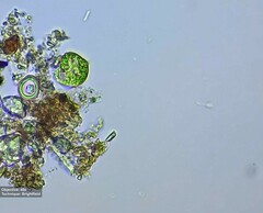 Euglena