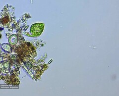 Euglena