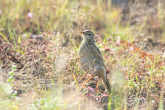 Anthus rufulus