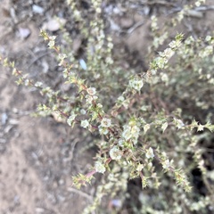 Salsola australis