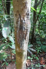 Hevea brasiliensis