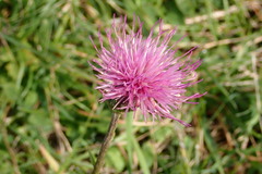 Carduus defloratus