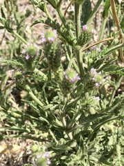Verbena hispida