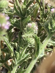 Verbena hispida