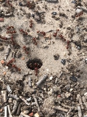 Pogonomyrmex barbatus