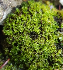 Zygodon viridissimus