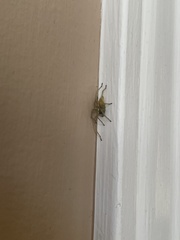 Cheiracanthium mildei