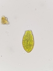 Zygodon viridissimus