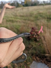 Coluber constrictor constrictor