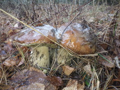 Boletus edulis