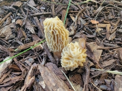 Morchella rufobrunnea