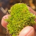 Octoblepharum Mosses - Photo (c) Hani, some rights reserved (CC BY-NC), uploaded by Hani