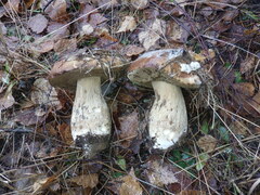 Boletus edulis