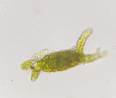 Zygodon viridissimus
