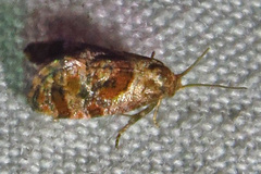 Cochylis