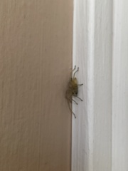 Cheiracanthium mildei