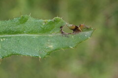 Carduus defloratus