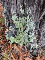 Cladonia chlorophaea